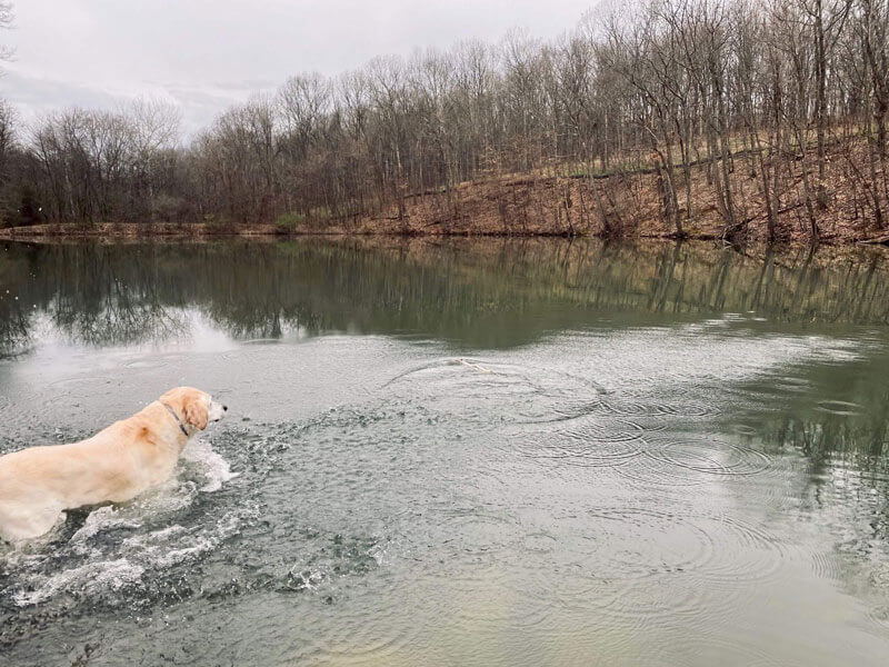 Dog running through the water
