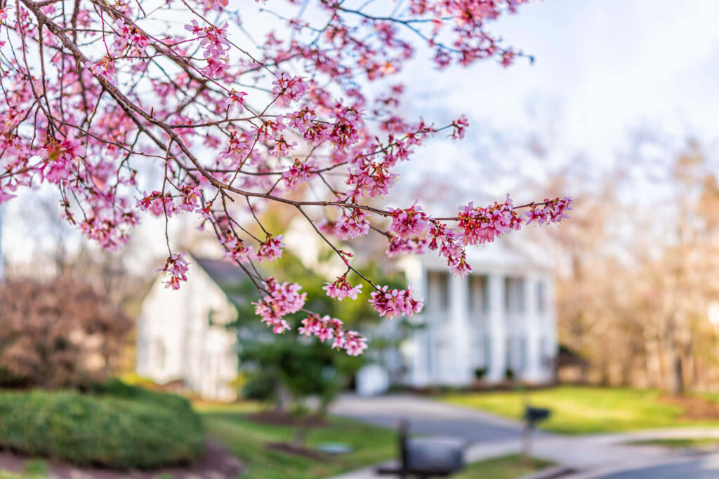 Pink cherry blossom sakura tree flowers on branches in foreground in spring in northern Virginia with bokeh blurry background of house in neighborhood