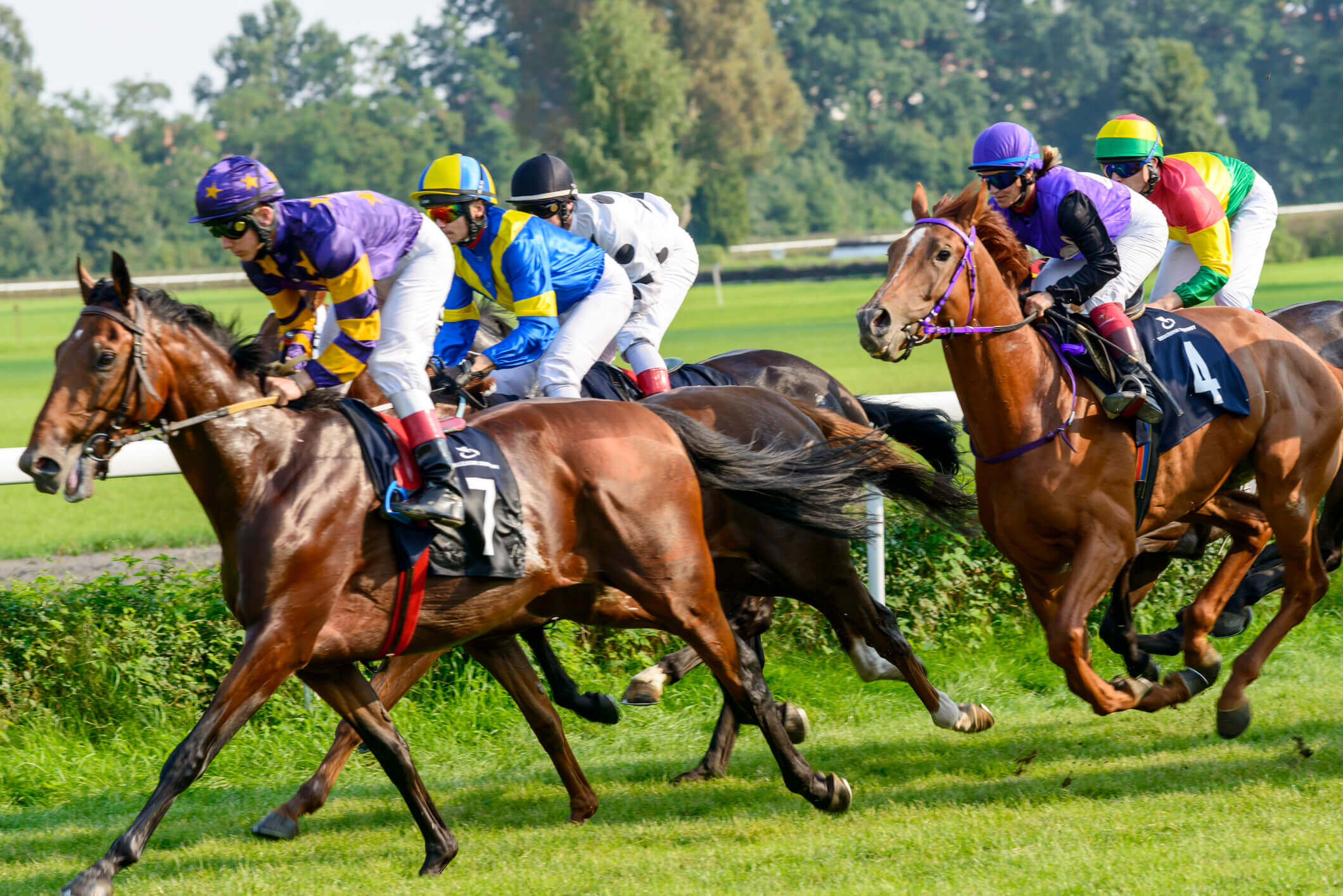 horse race with 5 horses in frame