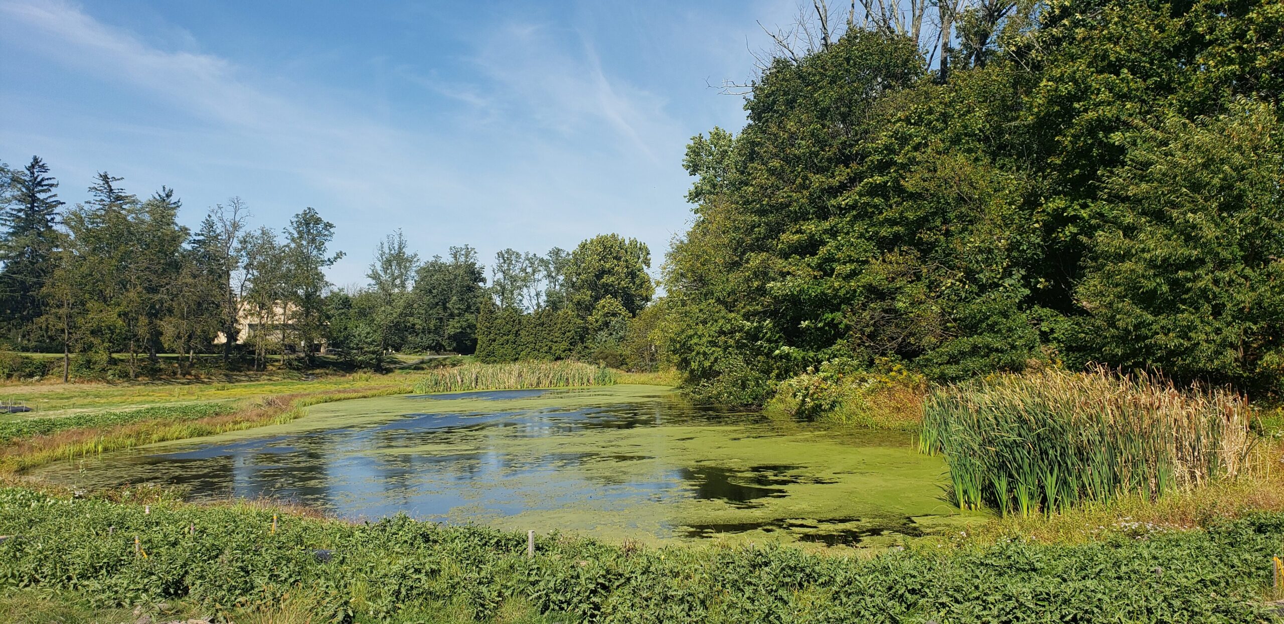 Marsh area with green trees