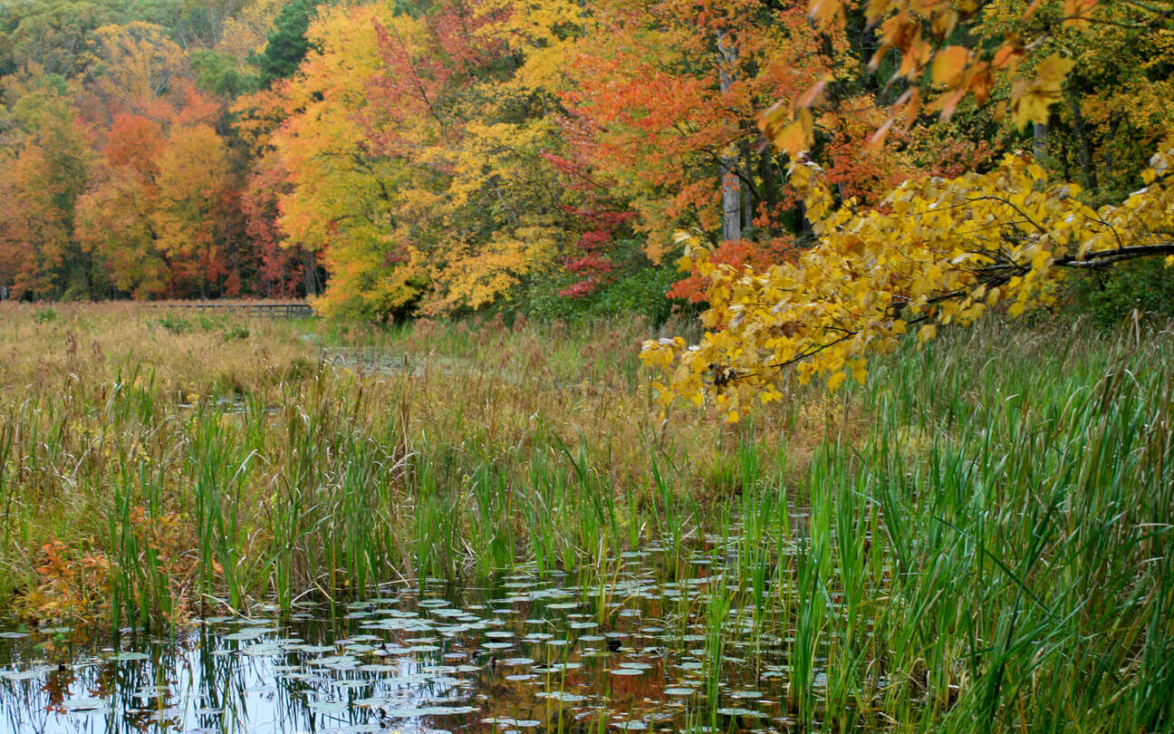 Marsh area with trees with fall leaves