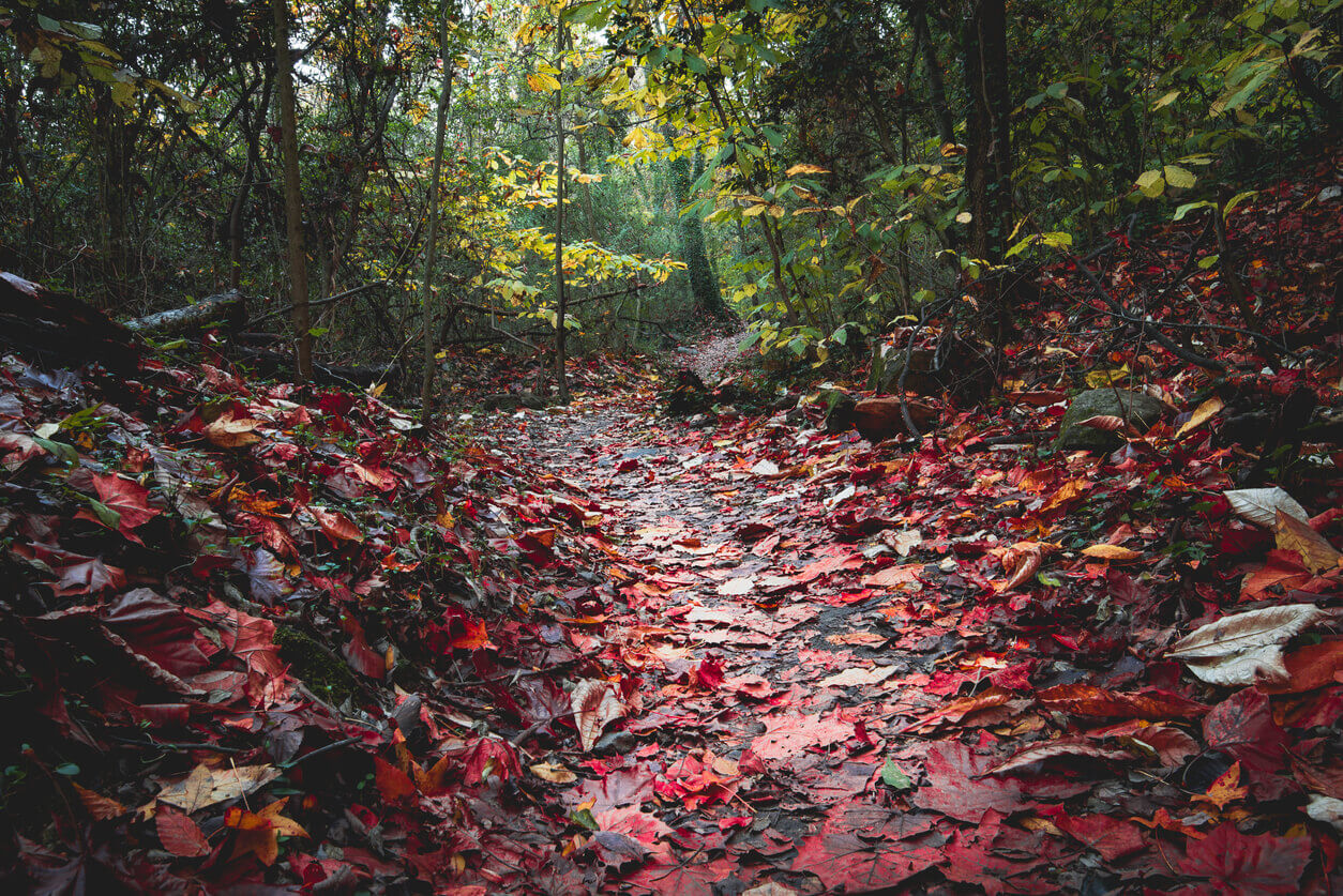 Autumn at Buttermilk Trail